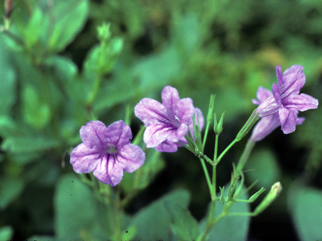 Ruellia nudiflora var. runyonii (Runyon's wild petunia) #25923