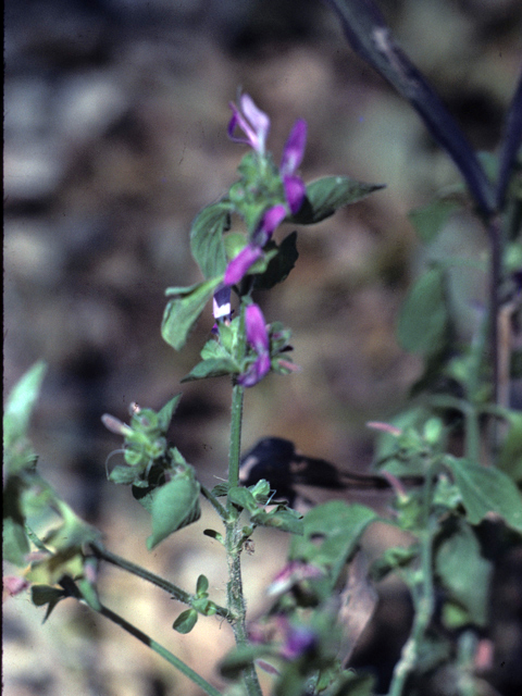 Dicliptera brachiata (Branched foldwing) #25931