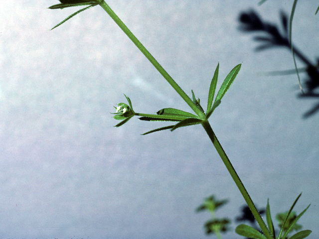 Galium aparine (Stickywilly) #25938