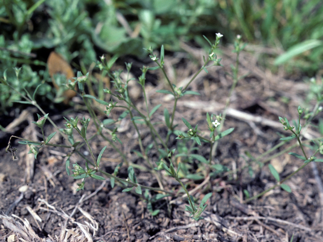 Houstonia parviflora (Greenman's bluet) #25942