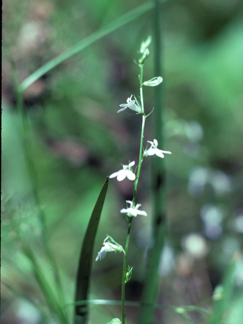 Lobelia appendiculata (Pale lobelia) #25965