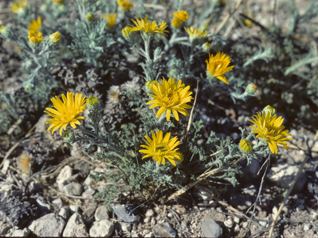 Machaeranthera pinnatifida var. pinnatifida (Lacy tansyaster) #26003