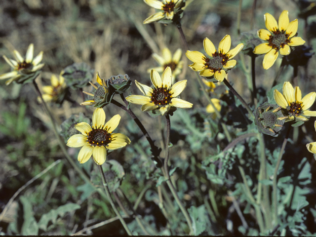 Berlandiera lyrata (Chocolate daisy) #26044