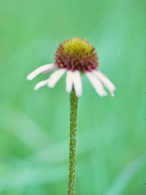 Echinacea angustifolia var. angustifolia (Blacksamson echinacea) #26056