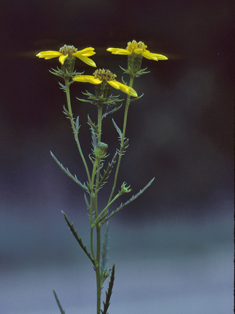 Dysodiopsis tagetoides (False dogfennel) #26113