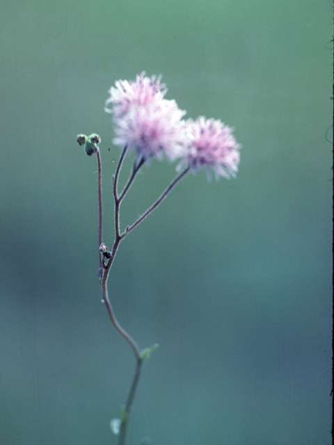 Palafoxia rosea (Rosy palafox) #26122