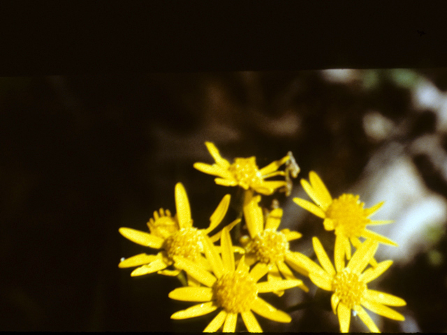 Packera tomentosa (Woolly ragwort) #26133