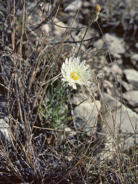 Rafinesquia neomexicana (New mexico plumeseed) #26161