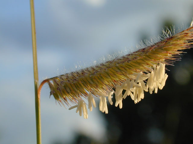 Bouteloua hirsuta (Hairy grama) #12441