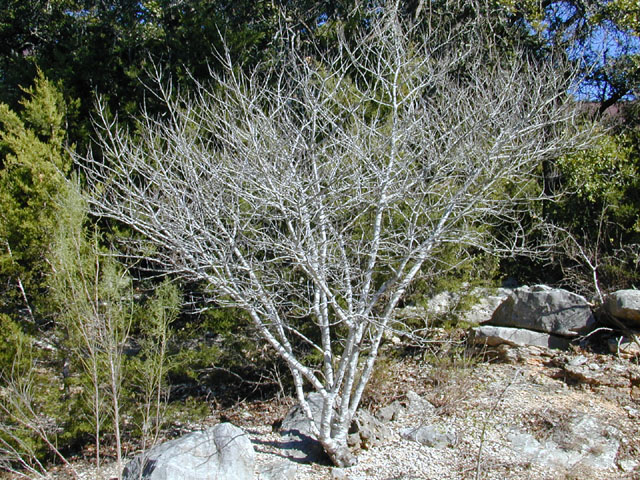 Frangula caroliniana (Carolina buckthorn) #12546