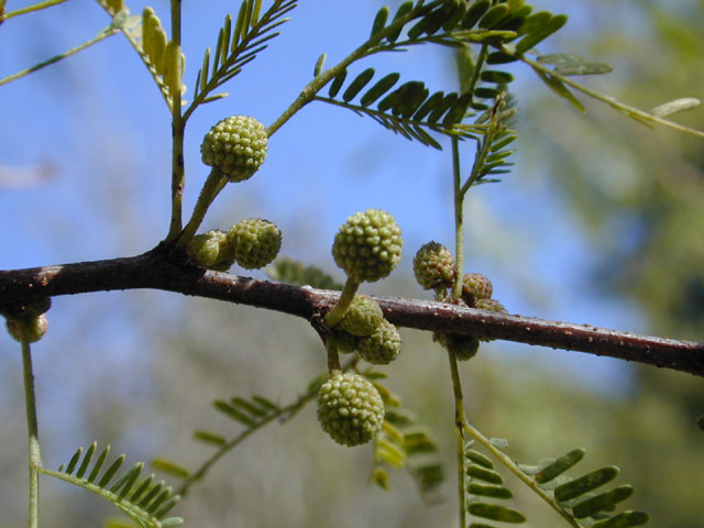 Vachellia farnesiana (Huisache) #12032