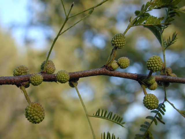 Vachellia farnesiana (Huisache) #12034