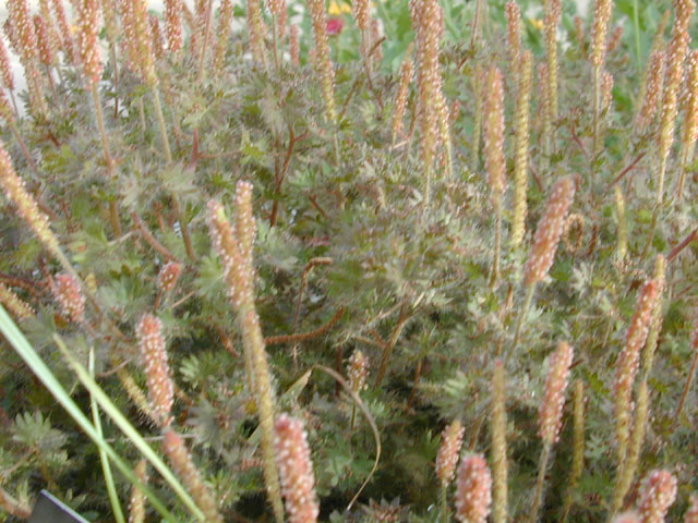 Acalypha radians (Cardinal's feather) #11990