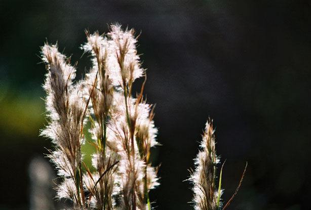 Andropogon glomeratus (Bushy bluestem) #12445