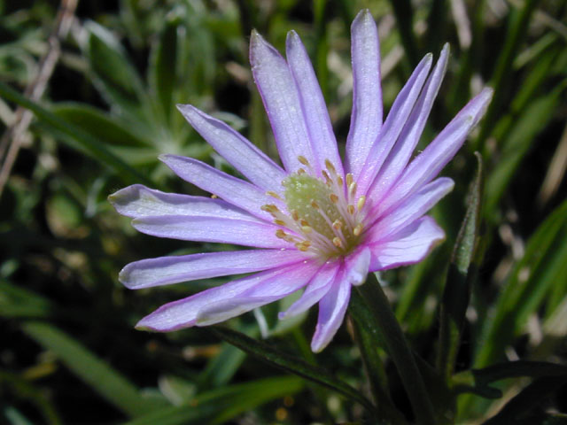 Anemone berlandieri (Tenpetal anemone) #12511