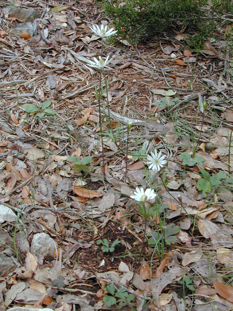 Anemone berlandieri (Tenpetal anemone) #12536