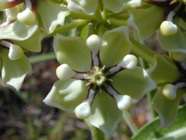 Asclepias asperula (Antelope-horns) #11626