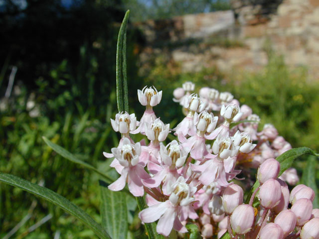 Asclepias incarnata (Swamp milkweed) #11633