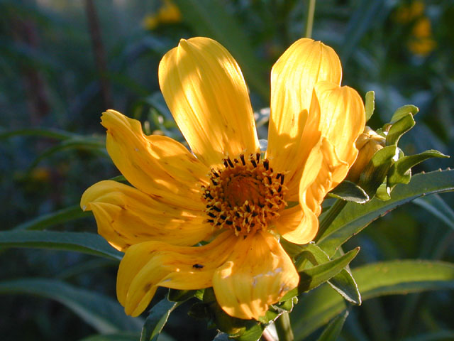 Bidens laevis (Smooth beggartick) #11694