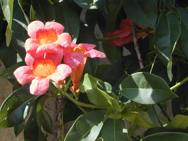 Bignonia capreolata (Crossvine) #11855