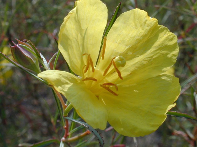 Calylophus berlandieri (Berlandier's sundrops ) #12363