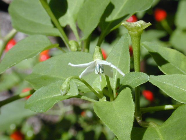 Capsicum annuum var. glabriusculum (Chile pequin) #12631