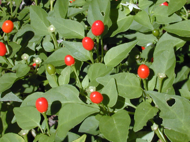 Capsicum annuum var. glabriusculum (Chile pequin) #12632