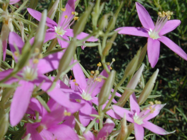 Centaurium beyrichii (Mountain pink) #12113