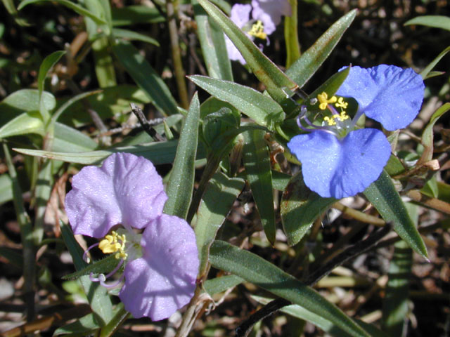 Commelina erecta var. angustifolia (Whitemouth dayflower) #11938