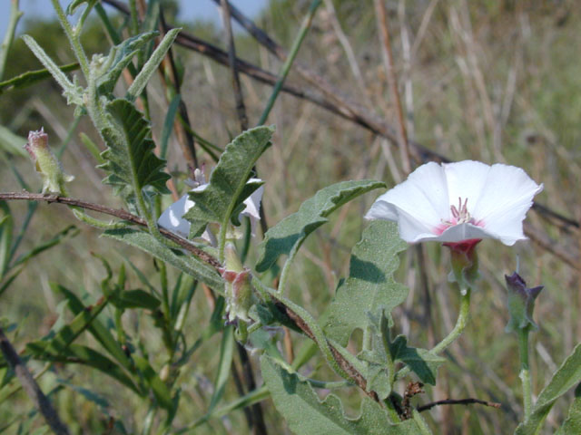 Convolvulus equitans (Texas bindweed) #11955