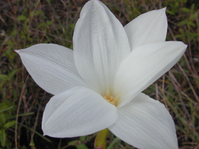 Cooperia pedunculata (Hill country rain lily) #12185