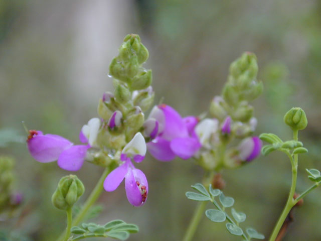 Dalea frutescens (Black dalea) #12051