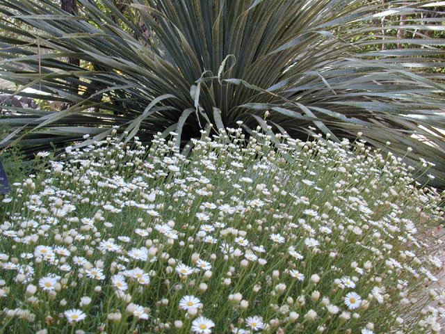 Erigeron modestus (Plains fleabane) #11711