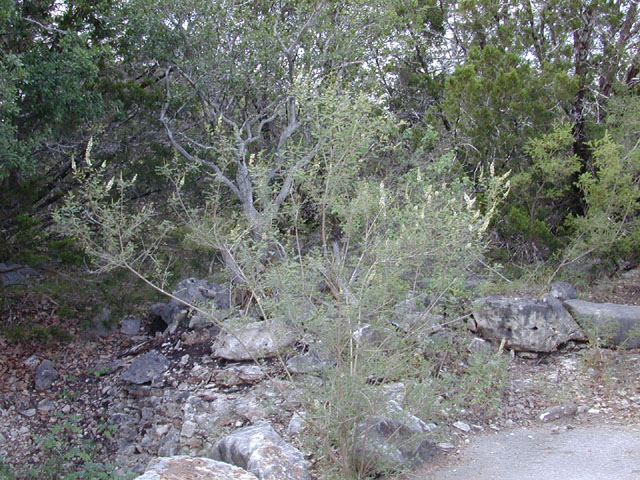 Eysenhardtia texana (Texas kidneywood) #12059