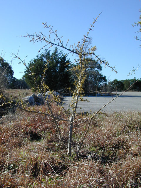 Forestiera pubescens (Elbowbush) #12356