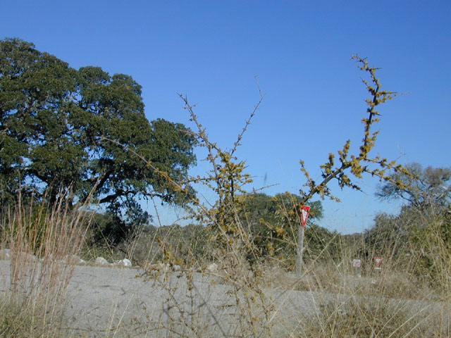 Forestiera pubescens (Elbowbush) #12357