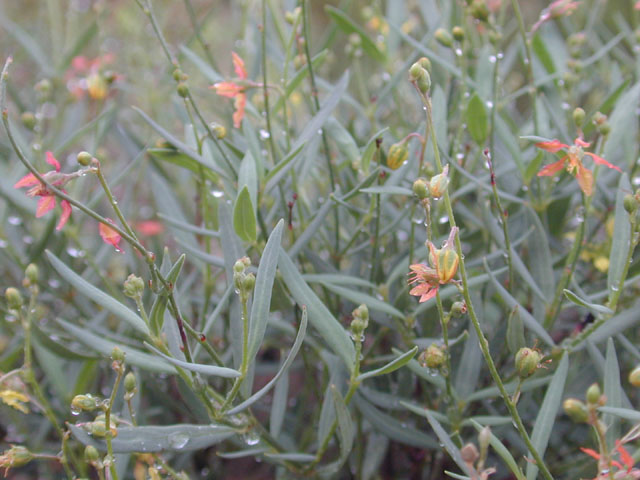 Galphimia angustifolia (Narrowleaf goldshower) #12237