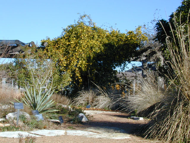 Gelsemium sempervirens (Carolina jessamine) #12223