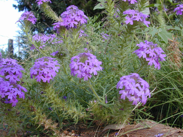 Glandularia bipinnatifida (Prairie verbena) #12721