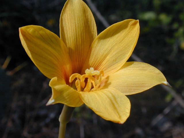 Habranthus tubispathus (Rio grande copperlily) #12198