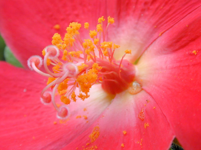 Hibiscus martianus (Heartleaf rosemallow) #12258