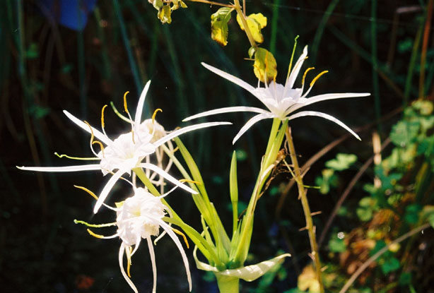 Hymenocallis liriosme (Texas spiderlily) #12207