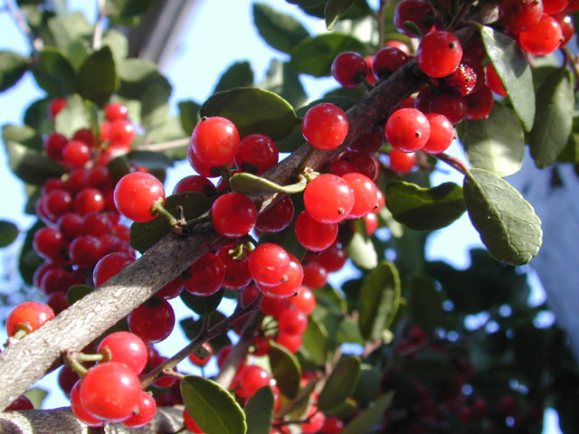 Ilex vomitoria (Yaupon) #11610