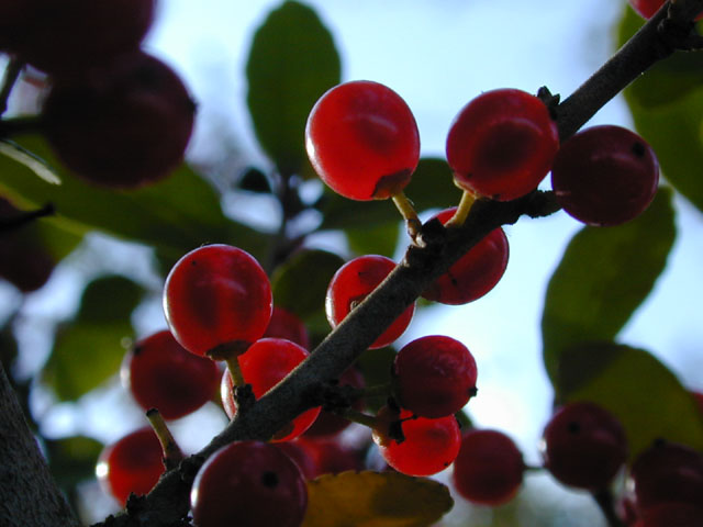 Ilex vomitoria (Yaupon) #11612