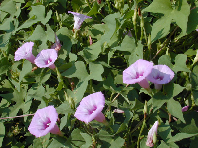 Ipomoea cordatotriloba (Tievine) #11958