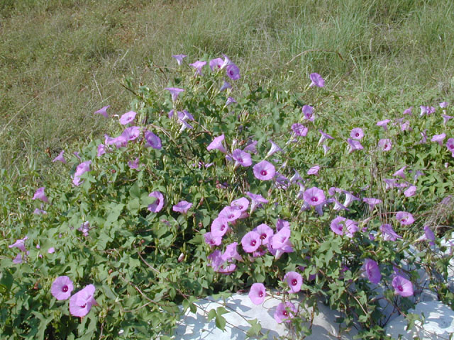 Ipomoea cordatotriloba var. cordatotriloba (Tievine) #11960