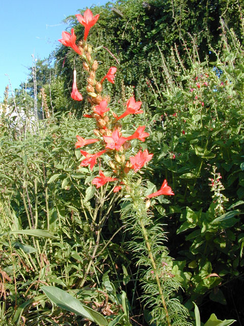 Ipomopsis rubra (Standing cypress) #12478