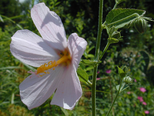 Kosteletzkya virginica (Virginia saltmarsh mallow) #12263