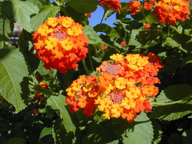 Lantana urticoides (Texas lantana) #12725