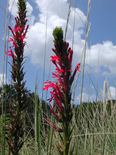 Lobelia cardinalis (Cardinal flower) #11901